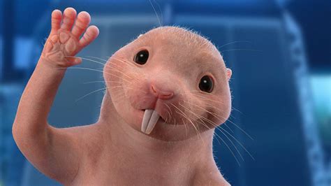 rufus the naked mole rat|Rufus (Kim Possible) .